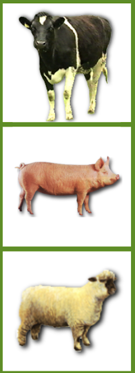 Animal Welfare Officer Course, 22nd & 23rd September 2026