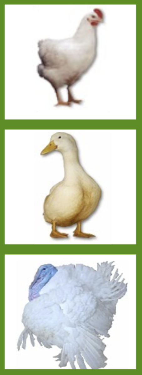 Poultry Welfare Officer Course, 12th & 13th November 2026