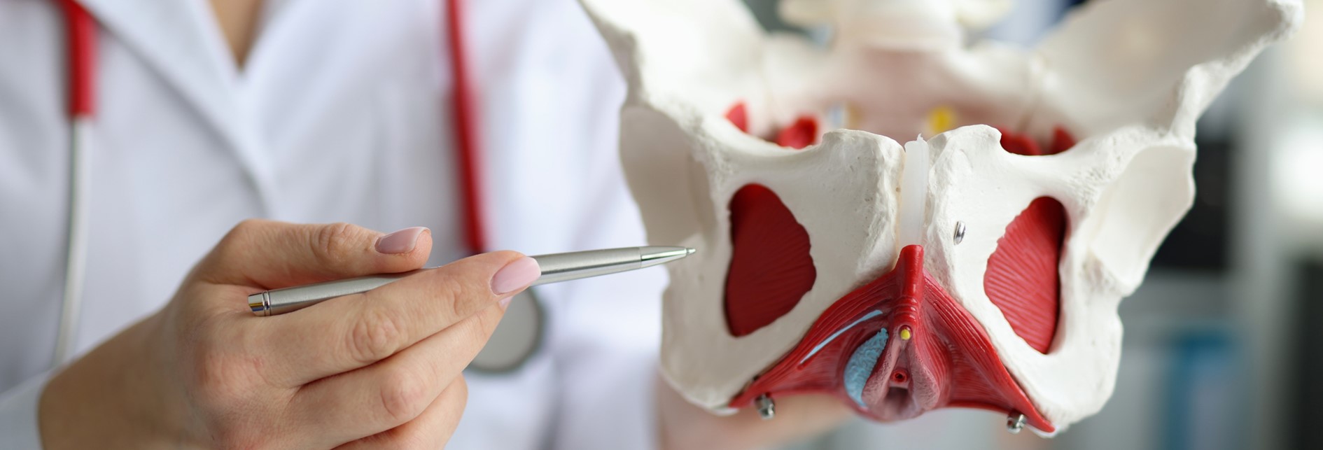 Anatomy of the Pelvis 26th February 2027