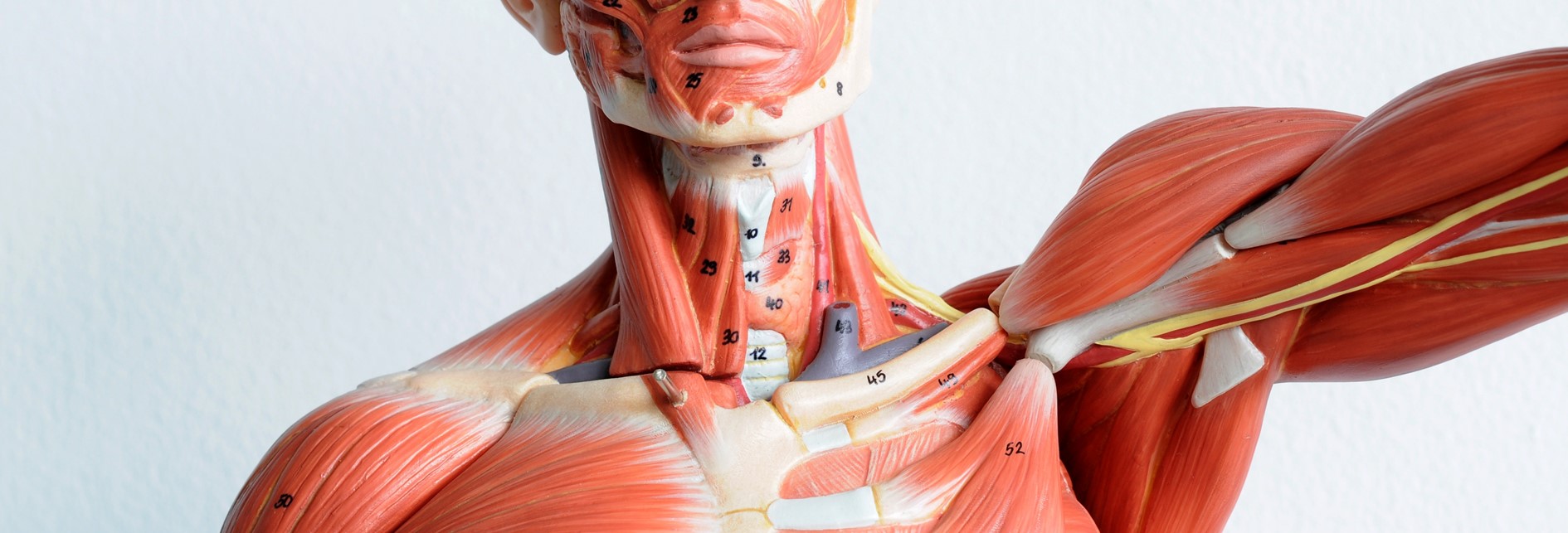 MSK Anatomy Review course 25th February 2027